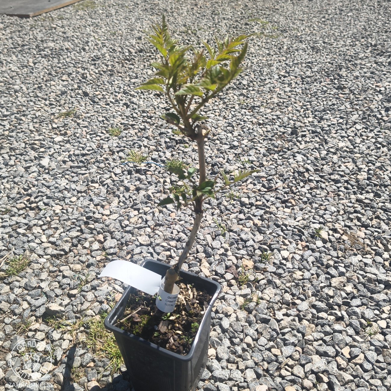Obrázok Trúbkovec krížený (Campsis × tagliabuana) 'Madame Galen' - výška 40-70 cm, kont. C1.5L